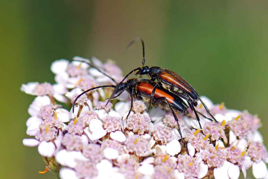 Stenurella melanura?